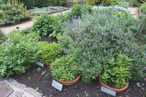 Happy Herbs